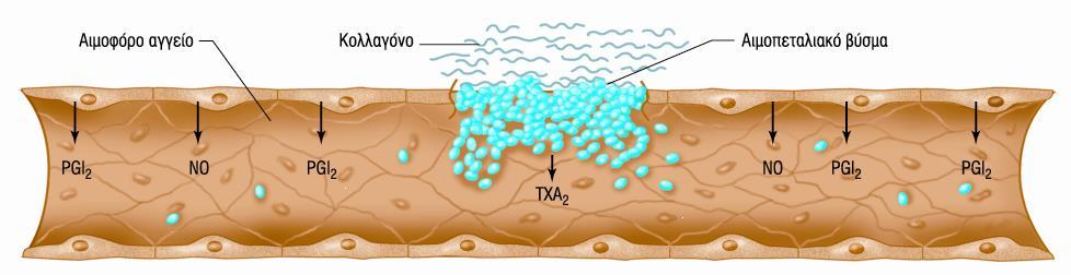 Περιορισμός του θρόμβου και ο ρόλος του ενδοθηλίου ΠΡΟΣΤΑΚΥΚΛΙΝΗ (PGI2): Αναστολή της συσσώρευσης αιμοπεταλίων ΜΟΝΟΞΕΙΔΙΟ ΤΟΥ ΑΖΩΤΟΥ