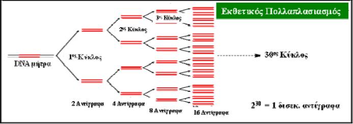 Η αλυσιδωτή αντίδραση της πολυµεράσης (polymerase chain reaction, PCR) είναι µία τεχνική in vitro, ελεύθερη κυττάρων, η οποία επιτρέπει την ενίσχυση συγκεκριµένης αλληλουχίας DNA, που βρίσκεται