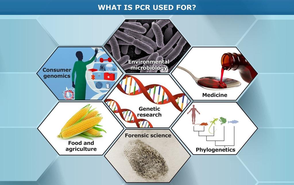 Η PCR αντίδραση έχει ένα πλήθος εφαρµογών. Ενδεικτικά αναφέρονται οι εξής: Ενίσχυση τµηµάτων γονιδίων και συµπληρωµατικού DNA (cdna). Μελέτη της γονιδιακής έκφρασης µε RT- PCR.