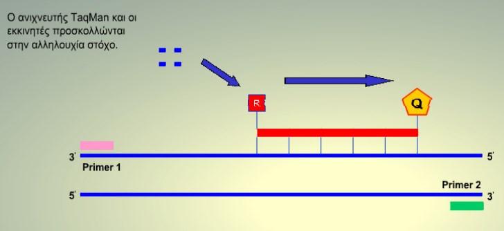 Ανιχνευτές υβριδισµού TaqMan (TaqMan Probes) Οι ανιχνευτές υβριδισµού TaqMan είναι ειδικοί ανιχνευτές υβριδισµού για αλληλουχίες στόχους.