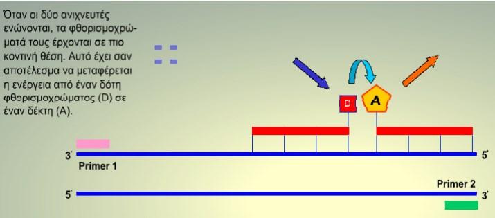 Ανιχνευτές υβριδισµού FRET (FRET Probes) Η PCR πραγµατικού χρόνου, που πραγµατοποιείται µε τη µεταφορά συντονισµένης ενέργειας φθορισµού (FRET), χρησιµοποιεί δύο
