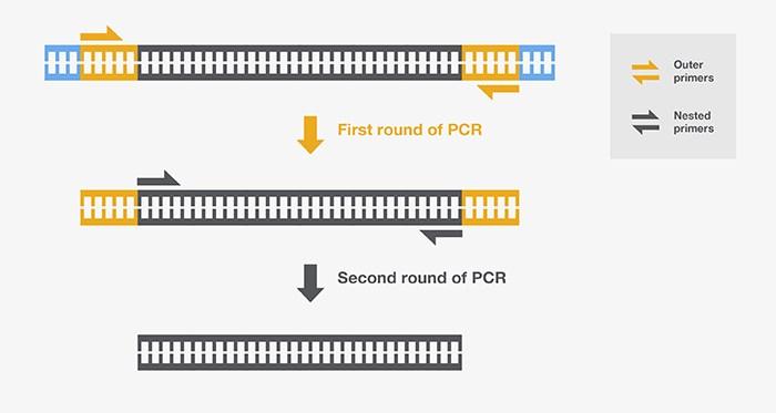 ΦΩΛΕΑΚΗ (Nested) PCR