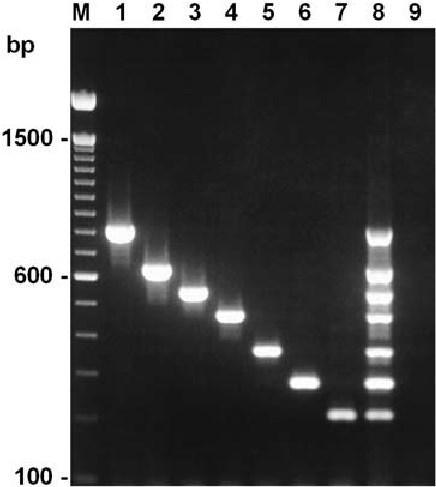 Agarose gel electrophoresis of multiplex PCR products using DNA samples of Eimeria acervulina (lane 1), E. brunetti (lane 2), E. tenella (lane 3), E. mitis (lane 4), E. praecox (lane 5), E.