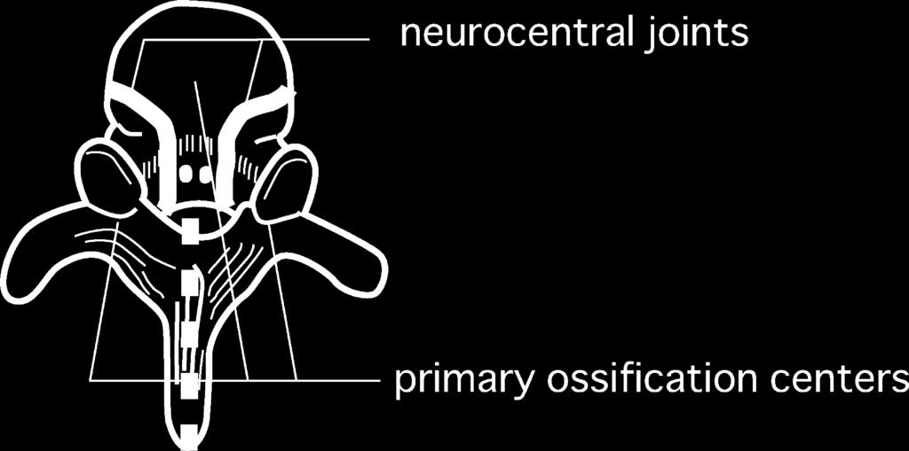 552 Figure 1. Ossification centers and neurocentral joints of the vertebra Superior posterior view of the middle thoracic vertebra.