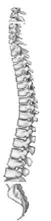 555 910 16 T10L1 L5 3 C2 4 1 1 C3L5 Fig. 4 Piersol 2 4 6 Breathnach 4 Newell 6 3 6 Scheuer and Black 16 Table. 13 Th5 10 8 Fig. 4 Scheuer and Black 16 X MRI Rajwani et al.