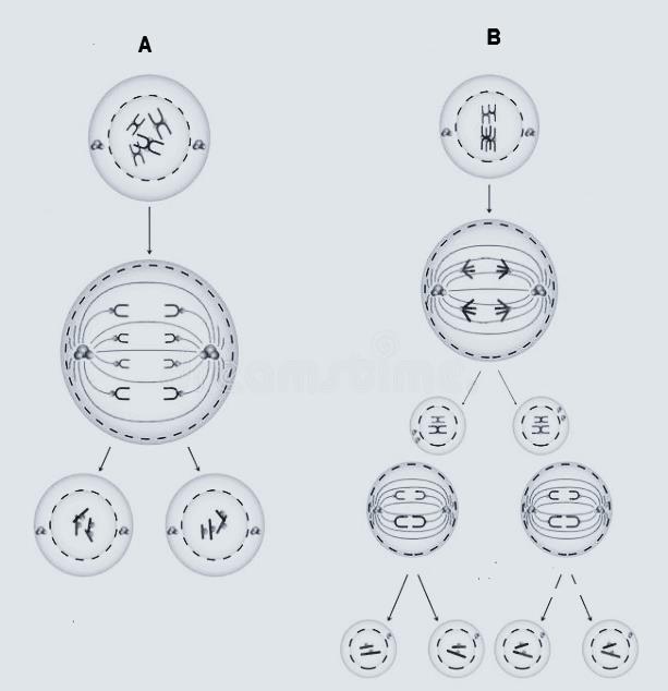 β) Να σημειώσετε τα στάδια Α έως Δ της εικόνας 2 με τη σωστή σειρά, σύμφωνα με την οποία πραγματοποιούνται κατά τη διάρκεια της μίτωσης.