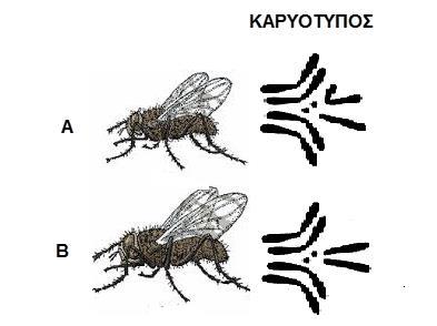 β) Η εικόνα 5.2 απεικονίζει δύο μύγες (Α και Β) του είδους Drosophilla melanogaster. Δίπλα από κάθε μύγα απεικονίζεται ο καρυότυπός της.
