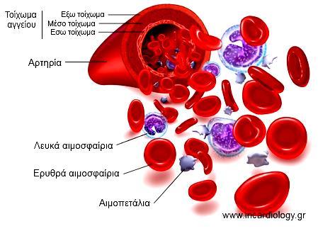 ΤΟ ΑΙΜΑ ΚΑΙ Ο ΡΟΛΟΣ ΤΟΥ Το αίμα είναι ένας ιστός σε ρευστή κατάσταση, που χρησιμεύει ως μέσο επικοινωνίας μεταξύ των διαφόρων οργάνων του σώματος.