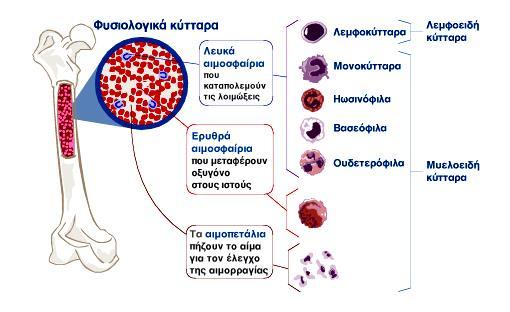 Το κυτταρόπλασμα των ερυθρών περιέχει κυρίως αιμοσφαιρίνη, η οποία τους δίνει το χαρακτηριστικό κόκκινο χρώμα. Η αιμοσφαιρίνη είναι μια εξειδικευμένη πρωτεΐνη, υπεύθυνη για τη μεταφορά του οξυγόνου.