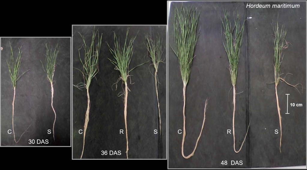 vulgre plnts t 30, 36, 42, 48 DAS. Fig.