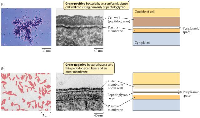 Διάκριση βακτηρίων με βάση το στρώμα πεπτιδογλυκάνης Χρώσεις Gram Η χρώση Gram είναι πολύ σημαντική για την αναγνώριση και κατάταξη άγνωστων