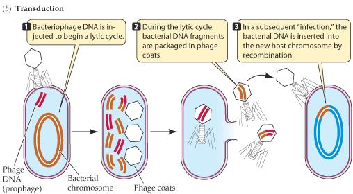 βακτήρια δέχονται μόνο δίκλωνο DNA