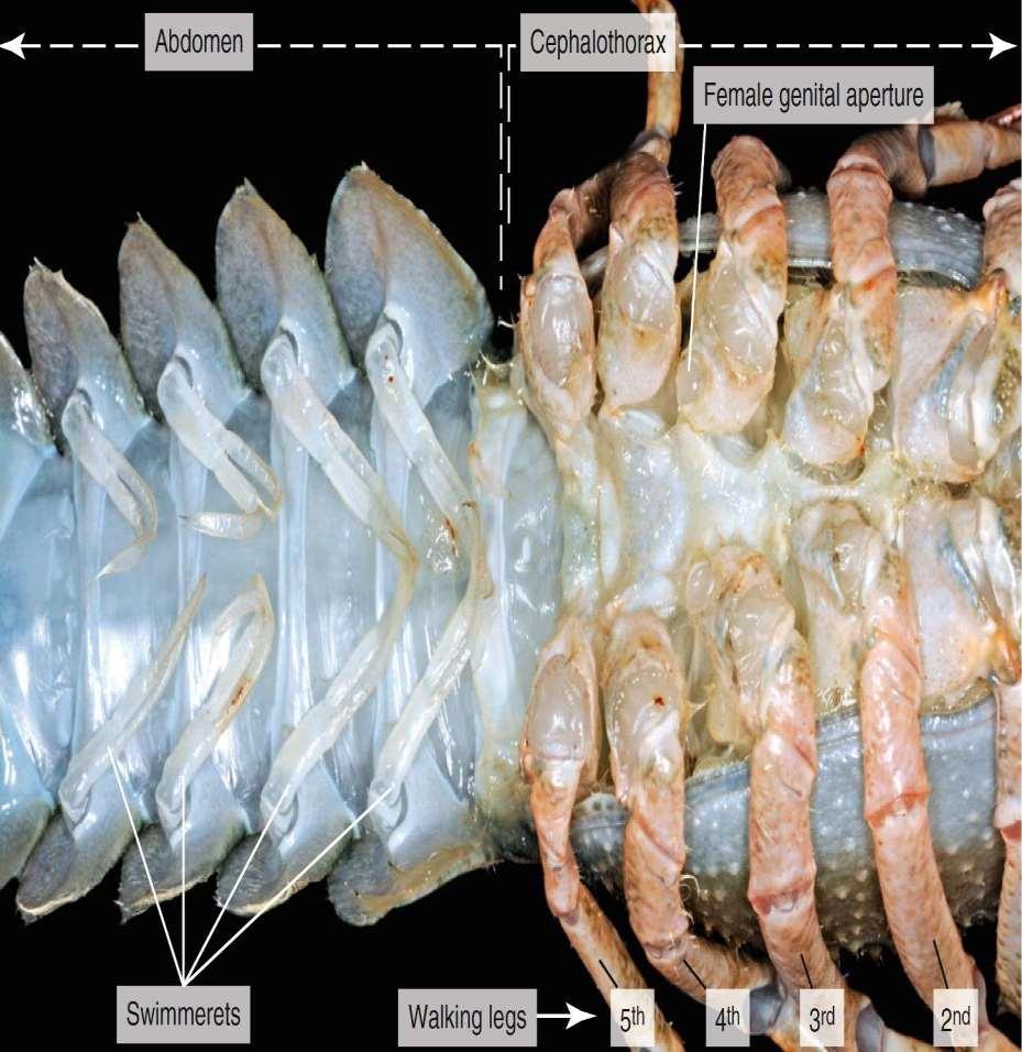 Εξωτερική μορφολογία Δεκάποδου Καρκινοειδούς Κοιλιά Κεφαλοθώρακας