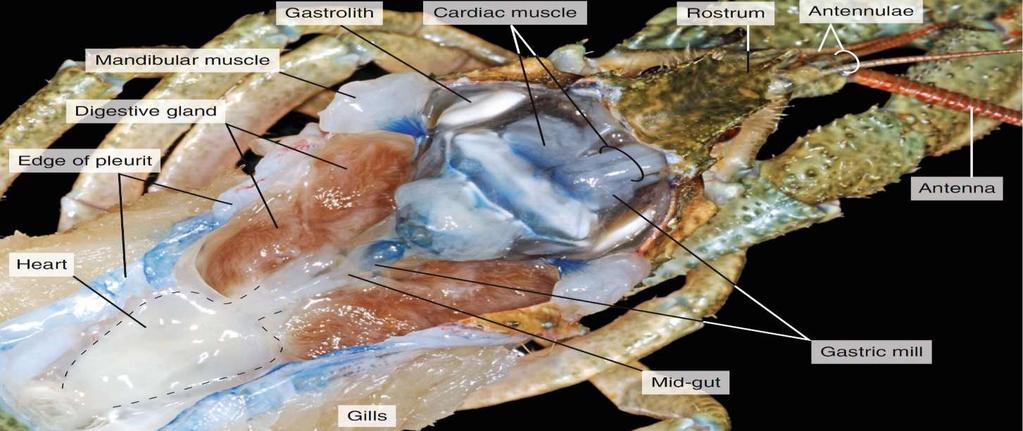 Εσωτερική ανατομία Δεκάποδου Καρκινοειδούς Γαστρόλιθος Μυς καρδιακού στομάχου Ρύγχος Κεραιίδιο