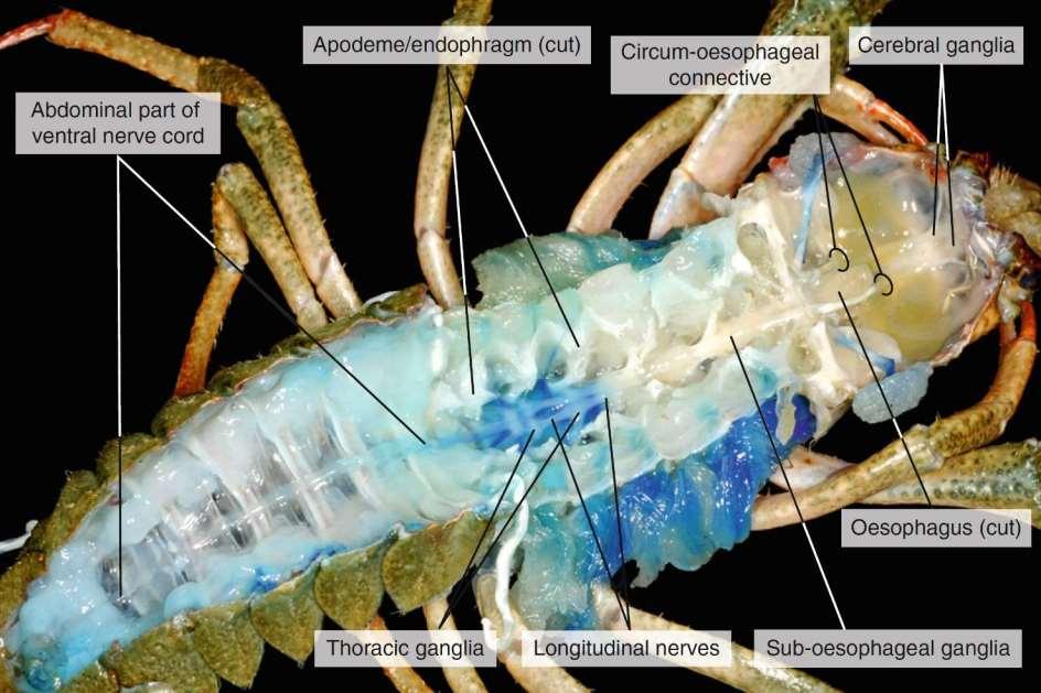 Νευρικό σύστημα Κοιλιακό τμήμα της ραχιαίας νευρικής χορδής Αποδημία/Ενδοδιάφραγμα Apodeme/Endophragm (κομμένο)