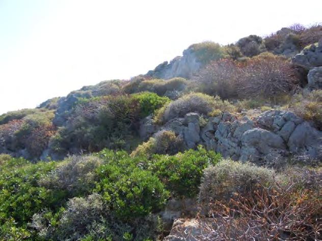 3 & 3.7.4 παρατηρούμε άποψη της κοινότητας με Euphorbia dendroides από τις νησίδες Αντιδραγονέρα και Δραγονέρα, αντίστοιχα.