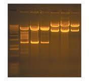 untuk gel agarose 10.4 AGEN BIOLOGI (HAIWAN/SERANGGA) 1. Sekiranya melibatkan speisimen biologi (haiwan) bukan jenis perosak yang masih hidup hendaklah dikembalikan semulake habitatnya. 2.