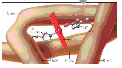Κάθε υπομονάδα έχει 8 ελικοειδείς περιοχές και συγκρατεί ένα δακτύλιο αίμης Δύο αμινοξέα, η His92 που συνδέεται