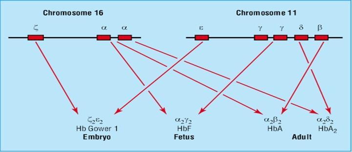 Τα γονίδια των αλυσίδων α-σφαιρίνης και τύπου α χαρτογραφούνται στην σειρά στο χρωμόσωμα 16 Υπάρχουν δύο