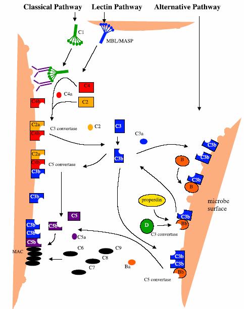 Εικόνα 2.2: Απεικόνιση της κλασικής, λεκτινικής και εναλλακτικής οδού του συμπληρώματος. Πηγή: Claire M., Holland H. & Lambris J.D. Fish Shellfish Immunol. 2002 May;12(5):399-420.