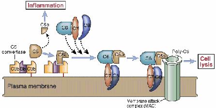 Εικόνα 2.3: Δημιουργία του τελικού συμπλόκου λύσεως της μεμβράνης (ΜΑC). Ιδιαίτερη αναφορά στις ρυθμιστικές πρωτεΐνες CD55 και CD59 του συμπληρώματος 2.4 
