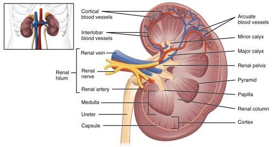 Οι νεφροί βρίσκονται στο πίσω μέρος του κοιλιακού τοιχώματος, εκατέρωθεν της σπονδυλικής στήλης.