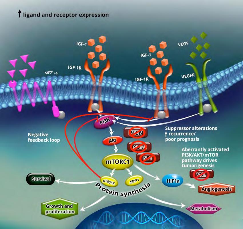 Signaling Pathways in NET Somatostatin receptors are central components of signaling cascades leading to changes in hormone secretion and cell growth VEGF is a key driver of angiogenesis in NET mtor