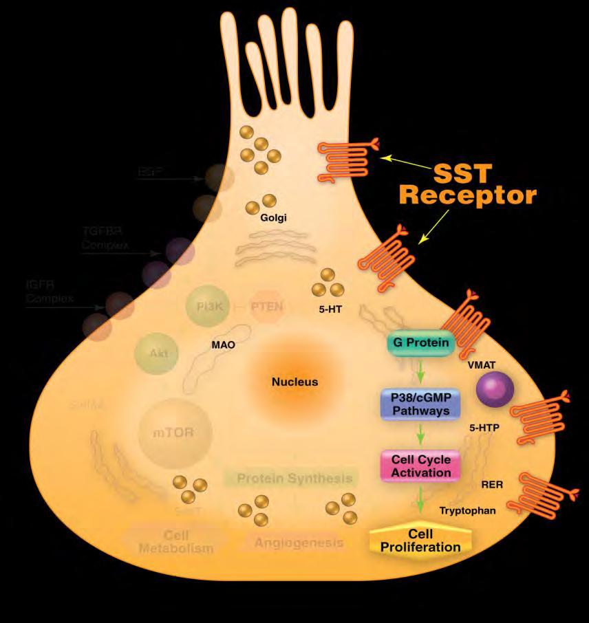 Rationale for Combination Therapy with somatostatin analogues More than 80% of NET express SSTR 4 SSTR are cell membrane receptors expressed by numerous cell types throughout the body EGF IGFR
