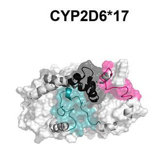 Το Παράδειγμα του CYP2D6 Το γονίδιο CYP2D6 (22q13.