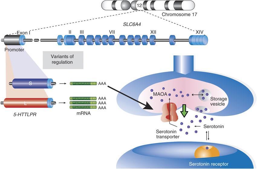 Μεταφορέας της σεροτονίνης 5HTTLPR S/L (SLC6A4)