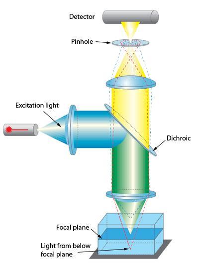 Η λύση της συνεστιακής μικροσκοπίας φθορισμού Ακτινοβολία από λέιζερ προσπίπτει στο διχροϊκό κάτοπτρο και εστιάζεται από τον αντικειμενικό φακό στο δείγμα.