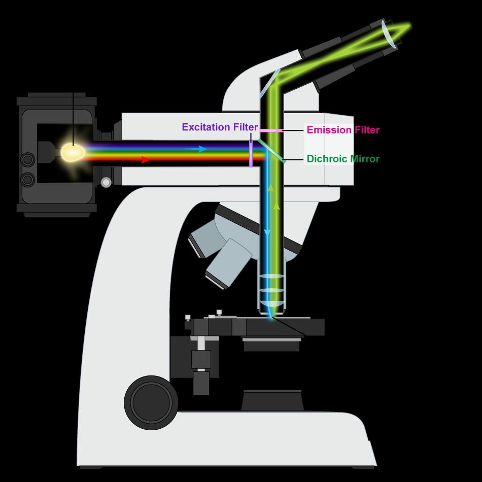 Το μικροσκόπιο φθορισμού