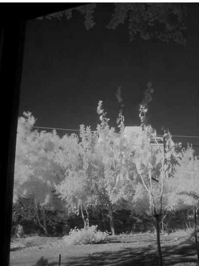 Εικόνα 2: Φωτογραφία δέντρων και ουρανού.