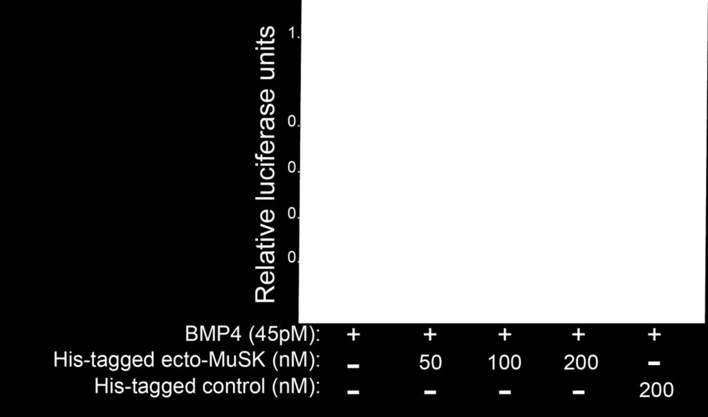 TEV-protease) and the mixture was then added to C2C12BRA cells for 8 hours.