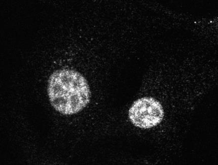 (A) Resting wild-type H-2Kb-tsA58 or MuSK -/- myoblasts were fixed and immunostained for phosphorylated SMAD1/5/8 (psmad1/5/8).