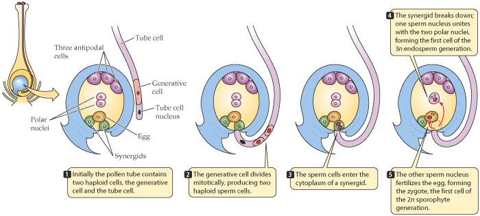 Γονιμοποίηση Καθώς κάθεται ο γυρεόκοκκος πάνω στο στίγμα και απορροφά νερό, αρχίζει η ανάπτυξη του γυρεοσωλήνα από το βλαστητικό κύτταρο.