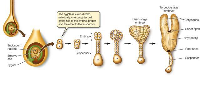 Ανάπτυξη του φυτικού εμβρύου Η ανάπτυξη του εμβρύου είναι πιο αργή από εκείνη του ενδοσπερμίου Η ανάπτυξη του προκάμβιου σε πρώιμο αγγειακό ιστό θα δώσει τους δύο προκαμβιακούς κλώνους.