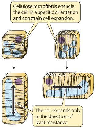 Αυτό γίνεται με την ενεργοποίηση ειδικών ενζύμων (εξπανσίνες) που σπάνε την κυτταρίνη και προωθούν την επιμήκυνση των κυττάρων λόγω πρόσληψης νερού.