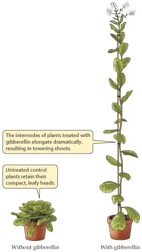 Γιββεριλλίνες Η προσθήκη γιββεριλλίνης σε μεταλλαγμένα νάνα φυτά έχει σαν αποτέλεσμα την αύξηση των μεσογονάτιων διαστημάτων και την υπερβολική επιμήκυνση του φυτού.