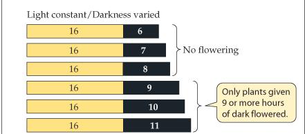 Φως Τα φυτά ανιχνεύουν: την εναλλαγή της έντασης του φωτός (φωτοπεριοδισμός), τη διεύθυνση πρόσπτωσης του φωτός (φωτοτροπισμός) και το μήκος κύματος (φάσμα δράσης) Φωτοϋποδοχείς κυανού