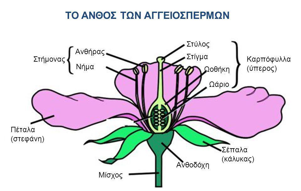 Γαμετογένεση Αγγειοσπέρμων Βασική δομή άνθους Το γαμετόφυτο είναι το