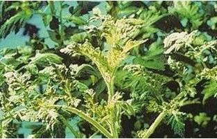 Συμπτωματολογία στο φύλλωμα της τομάτας (4) Συμπτώματα που εκδηλώνονται με επιναστία της κορυφής του φυτού Πηγή:
