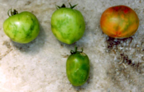 Συμπτωματολογία στον καρπό της τομάτας (2) Εμφάνιση ακανόνιστων κηλίδων κίτρινου, κόκκινου ή πράσινου χρώματος που οφείλονται σε