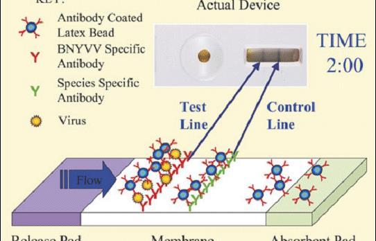 Ταυτοποίηση του ιού (4) Lateral flow tests (LFT s) Πηγή: