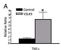 διεγείρει παραγωγή TNF- απο επιθηλιακά κύτταρα Ο TNF-