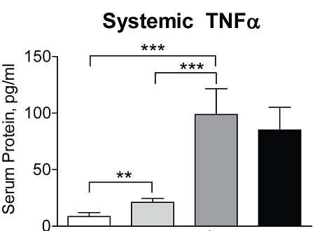 homozygous Intestinal-specific TNF ARE mice (TNF i ARE )