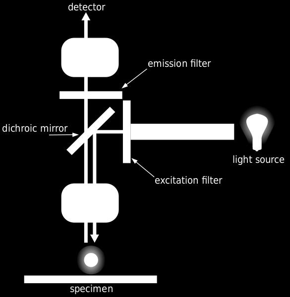 Widefield μικροσκοπία φθορισμού Ομοιογενής φωτισμός του δείγματος μέσω λάμπας Συλλογή φθορισμού με χρήση κατάλληλου φίλτρου εκπομπής Εύκολη και οικονομική τεχνική