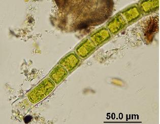 Microspora), είτε μαζικώς από πολλαπλές διαιρέσεις ενός βλαστητικού κυττάρου που