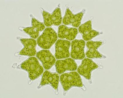 Pediastrum, Sphaerella).