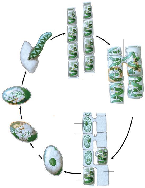 Spirogyra Εκβλάστηση (Ν) Απλοειδής νηματοειδής θαλλός (Ν) Σωλήνας